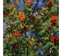 Plant Theory Fastigiata Mountain Ash Rowan Tree Outdoor Sorbus X Thuringiaca Bare Root 1.2M