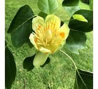 Plant Theory Fastigiatum Tulip Tree Ornamental Liriodendron Tulipifera 9L Pot 2.5M - 3M