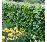Plant Theory Field Maple Acer Campestre Hedging Plant 25 X Bare Root Plants 60Cm - 80Cm