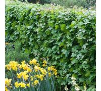 Plant Theory Field Maple Acer Campestre Hedging Plant 25 x Bare Root Plants 60cm - 80cm in Green Plant Theory Green