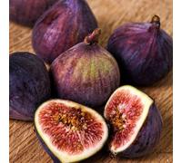 Plant Theory Fig Dauphine Fruit Bush Ficus carica Fruiting Shrub Plant 2L Pot 30cm - 40cm in Green Plant Theory Green