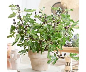 Plant Theory Fig Little Miss Figgy Fruit Bush Ficus Carica Fruiting Shrub Plant 2L Pot 60Cm-80Cm Tall