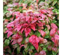 Plant Theory Fire Power Heavenly Bamboo Shrub Plant Nandina Domestica 2L Pot