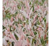 Plant Theory Flamingo Willow Shrub Plant Salix Integra 2L Pot 30Cm