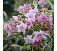 Plant Theory Florida Variegata Outdoor Shrub Plant Weigela 2L Pot