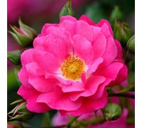 Plant Theory Flower Carpet Pink Rose Bush Pink Flowering Roses Rounded Rose 4L Pot