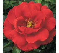Plant Theory Flower Carpet Scarlet Rose Bush Red Flowering Roses Rounded Rose 4L Pot