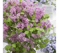 Plant Theory Flowerfesta Pink Dwarf Lilac Outdoor Shrub Plant Syringa Meyeri 3L Pot