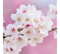 Plant Theory Flowering Cherry Blossom Tree Ornamental Prunus X Yedoensis Bare Root 1.2M