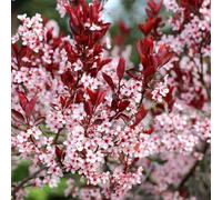 Plant Theory Flowering Cherry Blossom Tree Outdoor Prunus Cerasifera Bare Root 1.2M
