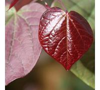 Plant Theory Forest Pansy Multistem American Redbud Tree Cercis Canadensis 12L Pot 1M - 1.25M