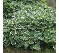 Plant Theory Francee Plantain Lily Perennials Flowering Plants Hosta 2L Pot
