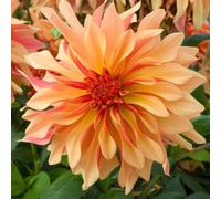 Plant Theory French Cancan Decorative Dahlia Perennials Flowering Plants Dahlia 3L Pot in Green Plant Theory Green