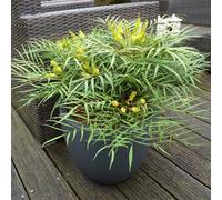Plant Theory Ganpinensis Soft Caress Mahonia Shrub Plant Mahonia Eurybracteata 2L Pot