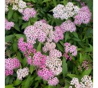 Plant Theory Genpei Joseph's Coat Outdoor Shrub Plant Spiraea Japonica 2L Pot