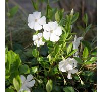 Plant Theory Gertrude Jekyll Lesser Periwinkle Shrub Plant Vinca Minor Alba 2L Pot