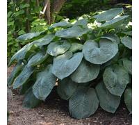 Plant Theory Giant Blue Hosta Perennials Flowering Plants Hosta Sieboldiana Elegans 2L Pot