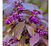 Plant Theory Giraldii Profusion Beauty Berry Shrub Plant Callicarpa Bodinieri Var. 2L Pot in Green Plant Theory Green