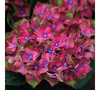 Plant Theory Glam Rock Outdoor Shrub Plant Hydrangea Macrophylla Flowering Plants 2L Pot in Green Plant Theory Green
