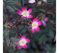 Plant Theory Glauca Rose Bush Pink Flowering Roses Shrub Rose 4L Pot