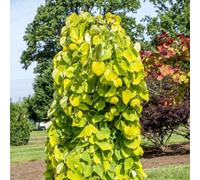 Plant Theory Golden Falls American Redbud Tree Cercis Canadensis 12L Pot 1.2M - 1.5M