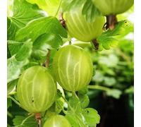 Plant Theory Gooseberry Hinnonmäki Grön Fruit Bush Ribes Berry Shrub Plant Bare Root