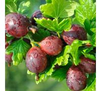 Plant Theory Gooseberry Hinnonmäki Röd Fruit Bush Ribes Fruiting Berry Shrub Plant 3L Pot