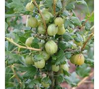 Plant Theory Gooseberry Invicta Fruit Bush Ribes Fruiting Berry Shrub Plant Bare Root
