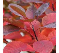 Plant Theory Grace Smoke Bush Outdoor Shrub Plant Cotinus 2L Pot in Green Plant Theory Green