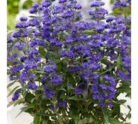 Plant Theory Grand Bleu Bluebeard Shrub Plant Caryopteris X Clandonensis 2L Pot