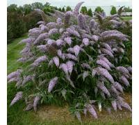 Plant Theory Grand Cascade Butterfly Bush Shrub Plant Buddleja Davidii 2L Pot