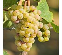 Plant Theory Grape Centennial Seedless Fruit Vine Vitis Vinifera Shrub Plant 3L Pot 60cm in Green Plant Theory Green
