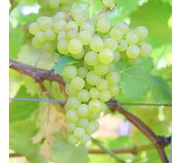 Plant Theory Grape Grape Vine Chardonnay White Wine Fruit Vitis Vinifera Plant 2L Pot 60cm in Green Plant Theory Green