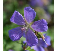 Plant Theory Gravetye Cranesbill Perennials Flowering Plants Geranium Himalayense 2L Pot