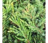 Plant Theory Green Carpet Juniper Conifer Bush Juniperus Communis Evergreen Plant 3L Pot