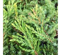 Plant Theory Green Carpet Juniper Conifer Bush Juniperus Communis Evergreen Plant 3L Pot Plant Theory Green