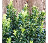 Plant Theory Green Rocket Japanese Euonymus Shrub Plant Euonymus Japonicus 2L Pot