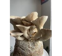 Plant Theory Grow Your Own Mushroom Kit King Oyster Mushrooms Large No Frills Ready To Grow in Grey Plant Theory Grey