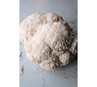 Plant Theory Grow Your Own Mushroom Kit Lions Mane Mushrooms Large No Frills Ready To Grow in Off-White Plant Theory Off-White