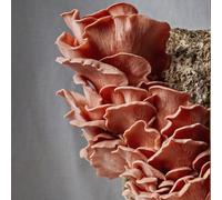 Plant Theory Grow Your Own Mushroom Kit Pink Oyster Mushrooms Complete Ready To Grow