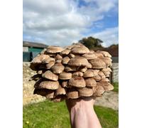 Plant Theory Grow Your Own Mushroom Kit Shiitake Mushrooms Outdoor Log Dowel Kit in Beige Plant Theory Beige