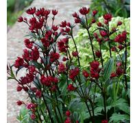 Plant Theory Hadspen Blood Masterwort Perennials Flowering Plants Astrantia 2L Pot