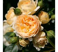 Plant Theory Happy Birthday Rose Bush Orange Flowering Roses Patio Rose 4L Pot Plant Theory Orange