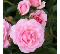 Plant Theory Happy Retirement Rose Bush Pink Flowering Roses Floribunda Rose 4L Pot Plant Theory Pink