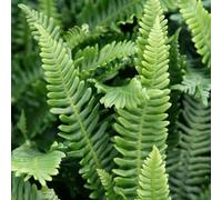 Plant Theory Hard Deer Fern Blechnum Spicant Hardy Outdoor Ferns Jungle Plant 2L Pot in Green Plant Theory Green