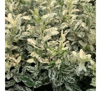 Plant Theory Harlequin Evergreen Bittersweet Shrub Plant Euonymus Fortunei 2L Pot