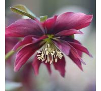 Plant Theory Harvington Double Chocolate Lenten Rose Hellebore Flowering Plants 2L Pot in Green Plant Theory Green