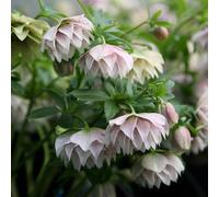 Plant Theory Harvington Double Lilac Speckled Lenten Rose Hellebore Perennials Plants 2L Pot in Green Plant Theory Green