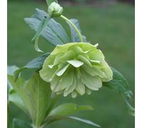 Plant Theory Harvington Double Lime-Green Lenten Rose Hellebore Flowering Plants 2L Pot