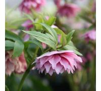 Plant Theory Harvington Double Pink Lenten Rose Hellebore Perennials Flowering Plants 2L Pot in Green Plant Theory Green